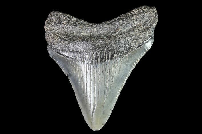 Juvenile Megalodon Tooth - Georgia #83618